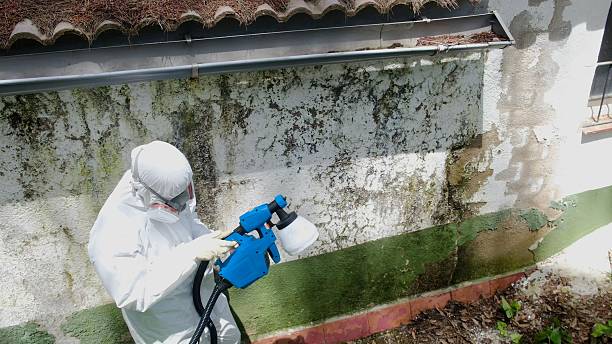 Mold Removal service in Franklin Square